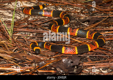 Eine Nahaufnahme der östlichen Korallenschlange am Apalachicola National Forest in Florida. Stockfoto