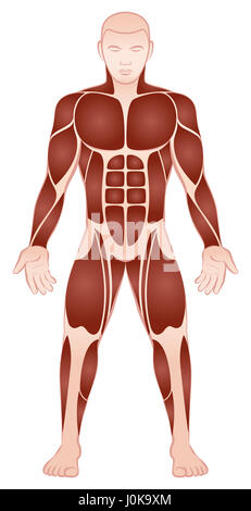 Muskel-Gruppen von einem muskulösen männlichen Bodybuilder mit sportlich trainierten Brustmuskeln, abs, Deltamuskel, Bizeps, six-Pack, Quads - Frontansicht. Stockfoto