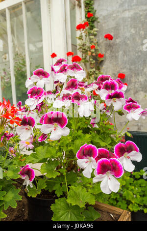 Bratsche, Viola Sorte winterharte Eisblumen hautnah Stockfoto