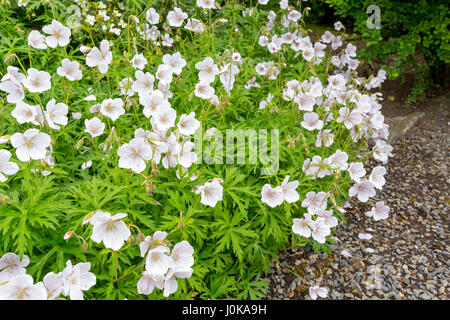 Weiße kleine Blüten im Garten Stockfoto