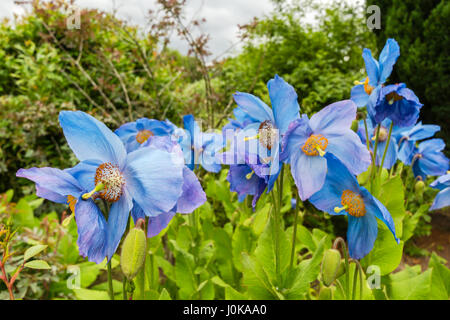 Meconopsis, Lingholm, schönen blauen Mohn im Garten wächst Stockfoto