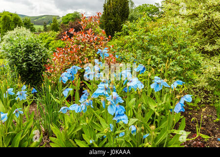 Meconopsis, Lingholm, schönen blauen Mohn im Garten wächst Stockfoto