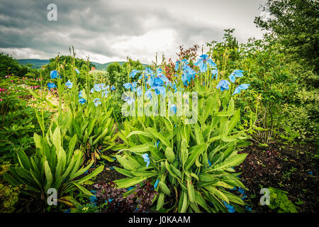 Meconopsis, Lingholm, schönen blauen Mohn im Garten wächst Stockfoto