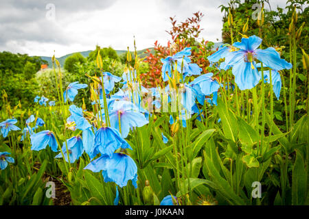 Meconopsis, Lingholm, schönen blauen Mohn im Garten wächst Stockfoto