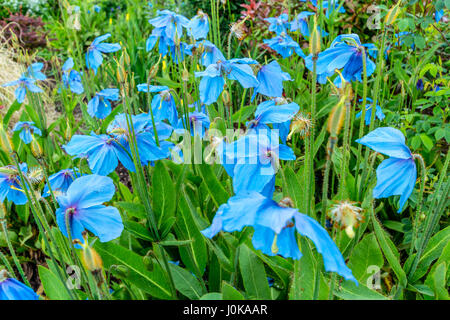 Meconopsis, Lingholm, schönen blauen Mohn im Garten wächst Stockfoto