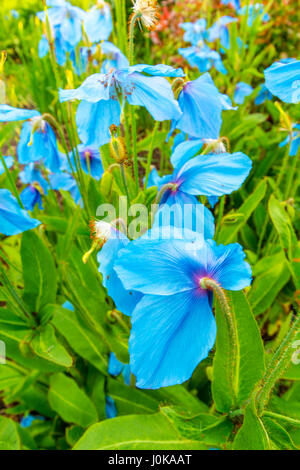 Meconopsis, Lingholm, schönen blauen Mohn im Garten wächst Stockfoto