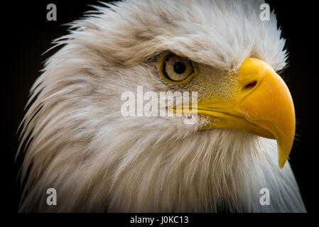 Weißkopf-Seeadler Stockfoto