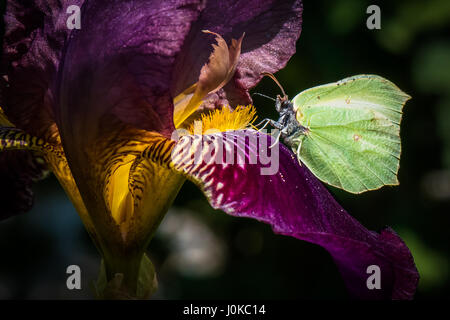Brimstone Schmetterling Stockfoto