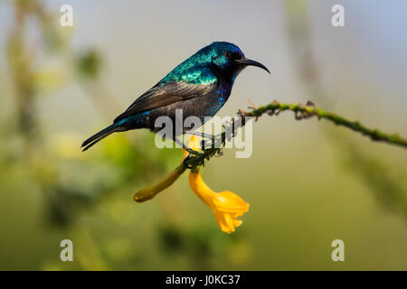 Palestine Sunbird Stockfoto