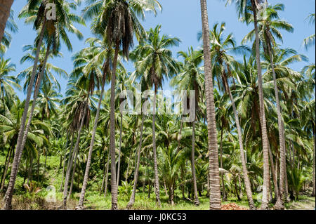 Palmen auf der philippinischen Insel Mindanao Stockfoto