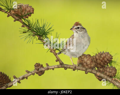 Ein Chipping-Spatz rückblickend von einem Tamarack Baum in Wisconsin. Stockfoto