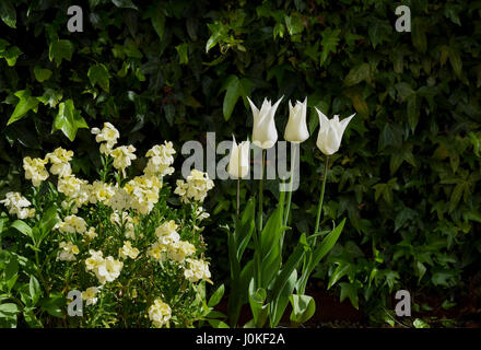 Elfenbein weiß Mauerblümchen und Tulipa Sapparo Stockfoto