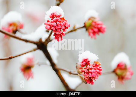 Rosa blühende Blüten an den Ästen eines Baumes, mit Schnee bedeckt Stockfoto