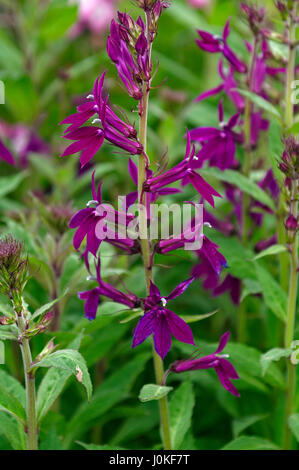 Nahaufnahme von Lobelia X speciosa 'Hadspen Purple' Stockfoto