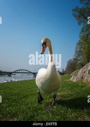 Weisser Schwan Wailking mir (Hochformat) Stockfoto