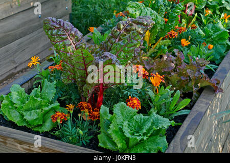 Ein Hochbeet von Gemüse und Blumen in einem städtischen Garten Stockfoto