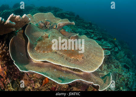 Quasten Wobbegong, Eucrossorhinus Dasypogon, Raja Ampat, West Papua, Indonesien Stockfoto