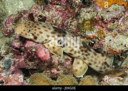 Indonesische Speckled Carpetshark, Hemiscyllium Freycineti, Raja Ampat, West Papua, Indonesien Stockfoto