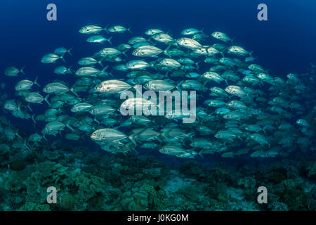 Fischschwarm von Bigeye Trevally Caranx Sexfasciatus, Raja Ampat, West Papua, Indonesien Stockfoto