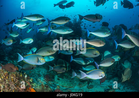 Gelbflossen-Doktorfisch, Acanthurus Xanthopterus, Raja Ampat, West Papua, Indonesien Stockfoto