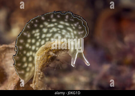 Reich verzierte Blatt Slug, Elysia Ornata, Raja Ampat, West Papua, Indonesien Stockfoto