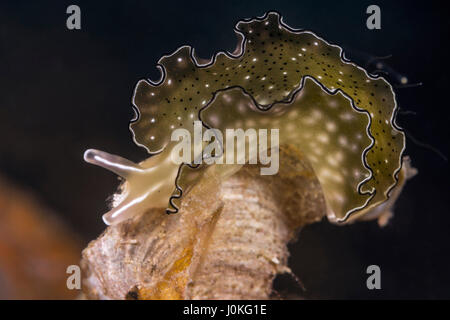 Reich verzierte Blatt Slug, Elysia Ornata, Raja Ampat, West Papua, Indonesien Stockfoto