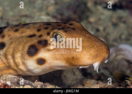 Indonesische Speckled Carpetshark, Hemiscyllium Freycineti, Raja Ampat, West Papua, Indonesien Stockfoto