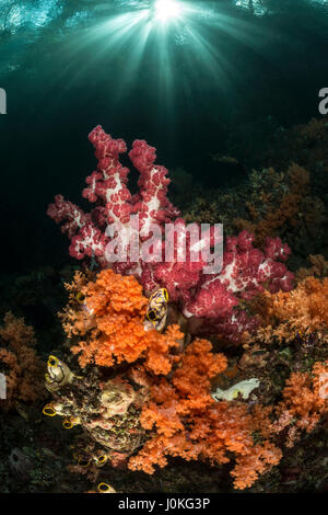 Korallen wachsen in der Nähe von Mangroven, Dendronepthya SP. / Scleronephthya SP., Raja Ampat, West Papua, Indonesien Stockfoto