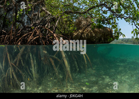 Mangroven in The Passage, Rhizophora Stylosa, Raja Ampat, West Papua, Indonesien Stockfoto