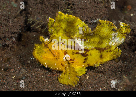 Leaf Drachenköpfe, Taenianotus Triacanthus, Bali, Indonesien Stockfoto