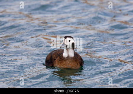 Eisente (Clangula Hyemalis) Weibchen Schwimmen im Meer im winter Stockfoto