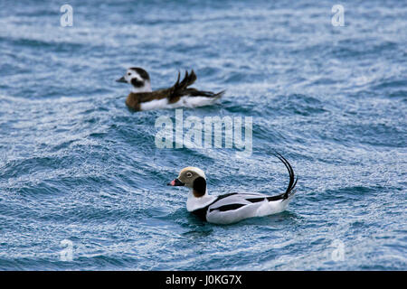 Eisente (Clangula Hyemalis) paar, männlich und weiblich, Schwimmen im Meer im winter Stockfoto