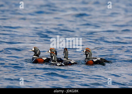 Harlekin-Enten (Histrionicus Histrionicus), Herde von Männchen Schwimmen im Meer im winter Stockfoto