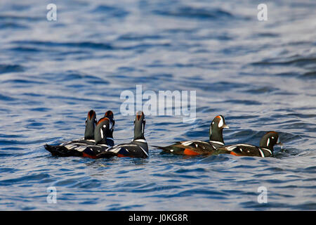 Harlekin-Enten (Histrionicus Histrionicus), Herde von Männchen Schwimmen im Meer im winter Stockfoto