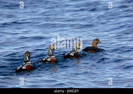 Harlekin-Enten (Histrionicus Histrionicus), Herde von Männern nach weiblichen Schwimmen im Meer im winter Stockfoto