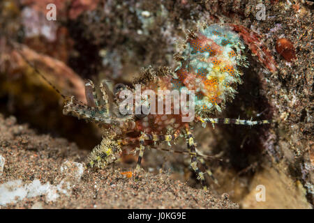 Marmorierte Garnelen, Saron Marmoratus, Bali, Indonesien Stockfoto