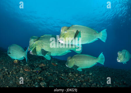 Grün Beginn Papageienfisch, Bolbometopon Muricatum, Bali, Indonesien Stockfoto