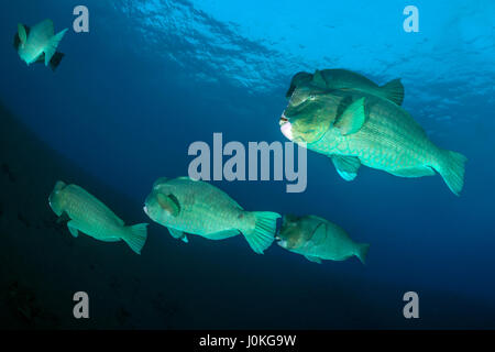 Grün Beginn Papageienfisch, Bolbometopon Muricatum, Bali, Indonesien Stockfoto