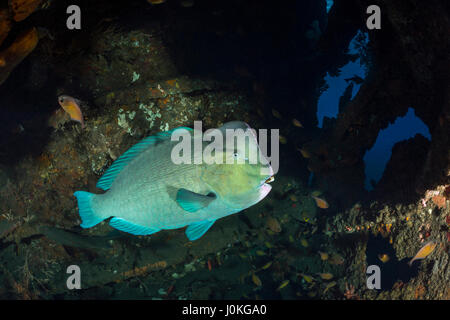 Grün Beginn Papageienfisch, Bolbometopon Muricatum, Liberty Wrack, Bali, Indonesien Stockfoto