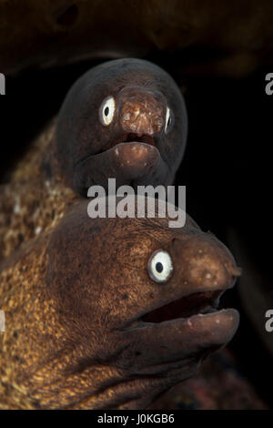 Paar White-eyed Muränen, Siderea Prosopeion, Bali, Indonesien Stockfoto