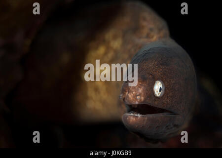 Paar White-eyed Muränen, Siderea Prosopeion, Bali, Indonesien Stockfoto