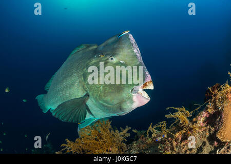 Grün Beginn Papageienfisch, Bolbometopon Muricatum, Bali, Indonesien Stockfoto