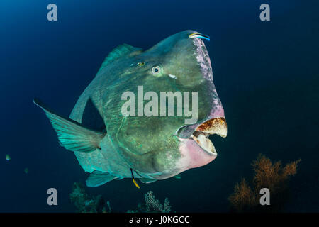 Grün Beginn Papageienfisch, Bolbometopon Muricatum, Bali, Indonesien Stockfoto