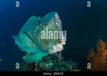Grün Beginn Papageienfisch, Bolbometopon Muricatum, Bali, Indonesien Stockfoto