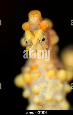 Bargibanti Pygmäen Seepferdchen, Hippocampus Bargibanti, Bali, Indonesien Stockfoto