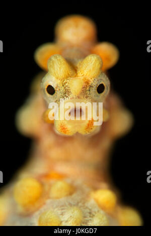 Bargibanti Pygmäen Seepferdchen, Hippocampus Bargibanti, Bali, Indonesien Stockfoto