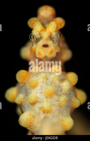 Bargibanti Pygmäen Seepferdchen, Hippocampus Bargibanti, Bali, Indonesien Stockfoto