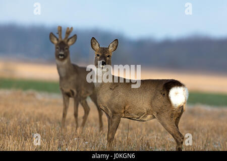 Reh-paar auf dem Feld Stockfoto