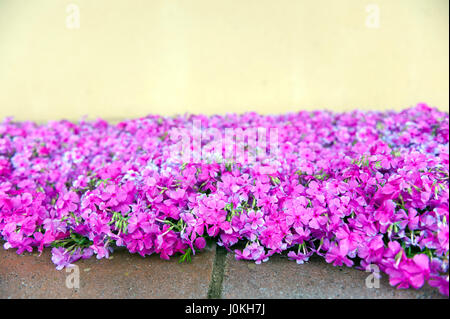 Rosa Phlox Blumen neben Straße Jahreszeit blühen Stockfoto