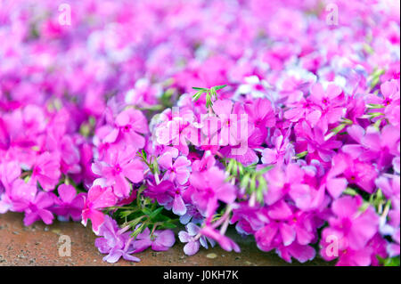 Rosa Phlox Blumen neben Straße Jahreszeit blühen Stockfoto